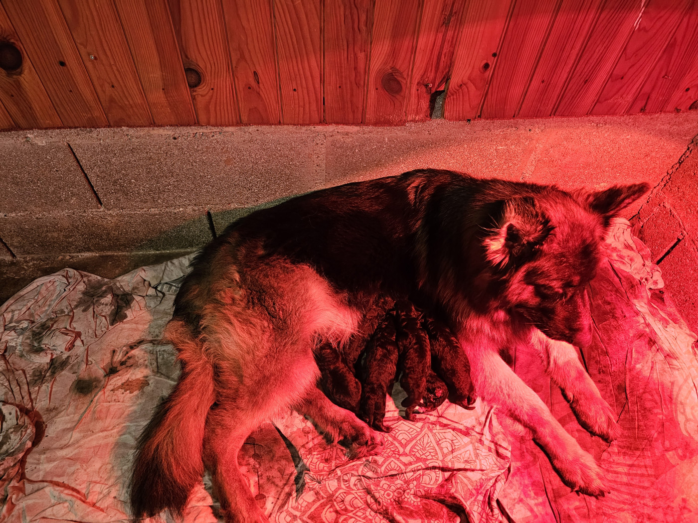Réservation chiots mâles