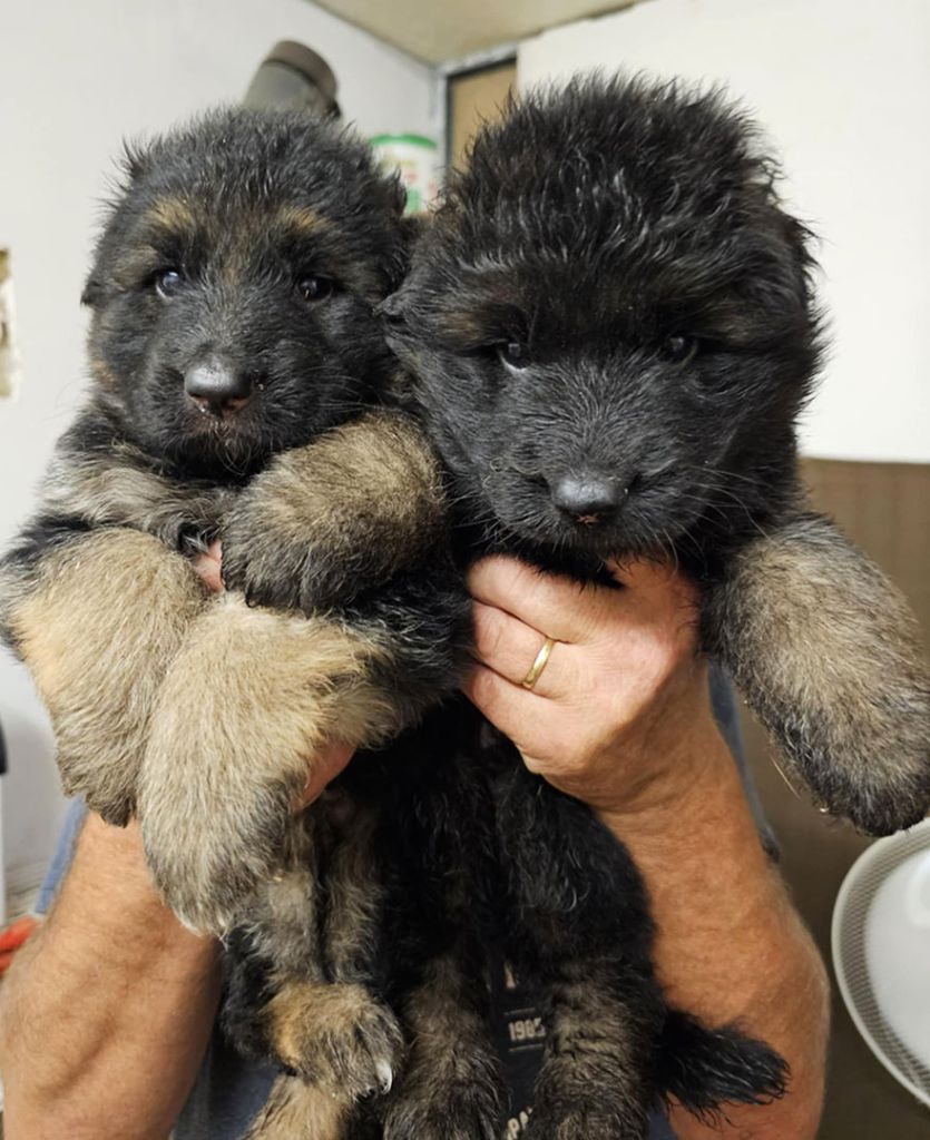 chiot femelle poil long à réserver