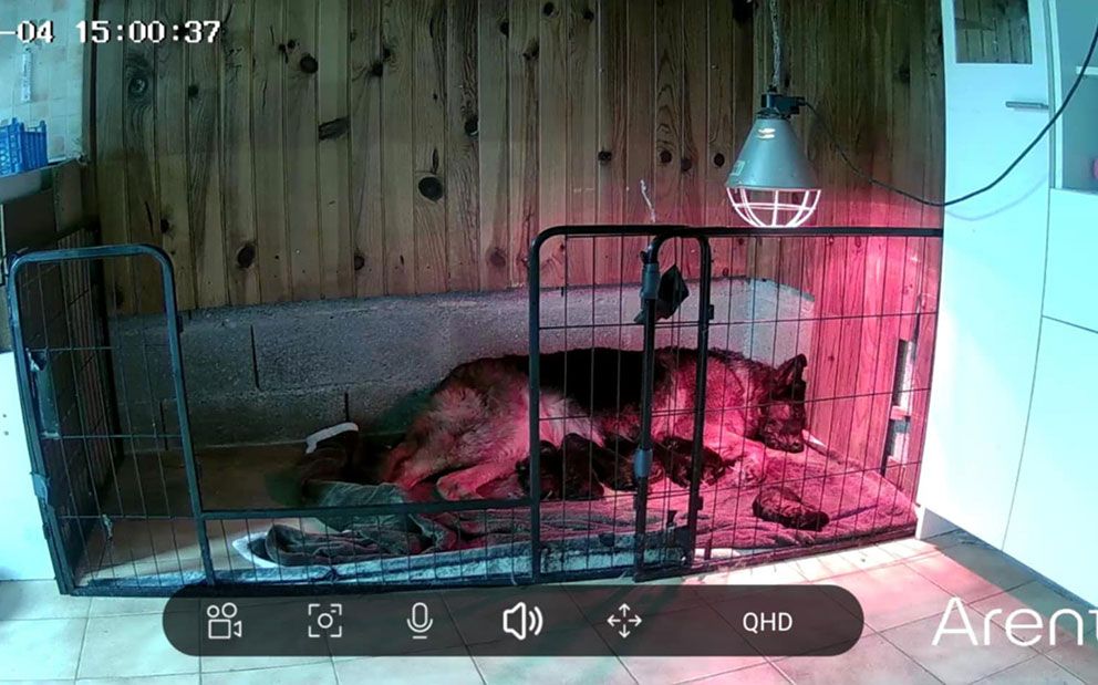 Réservation de chiots L.O.F.