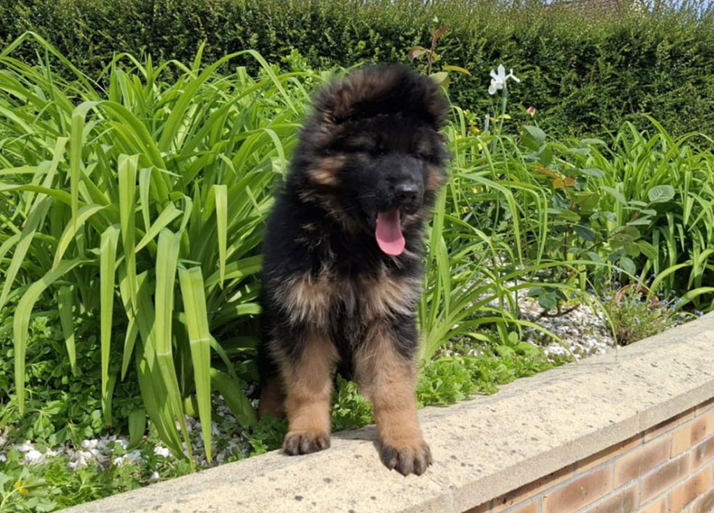  chiot de JOSEF et de TALYA