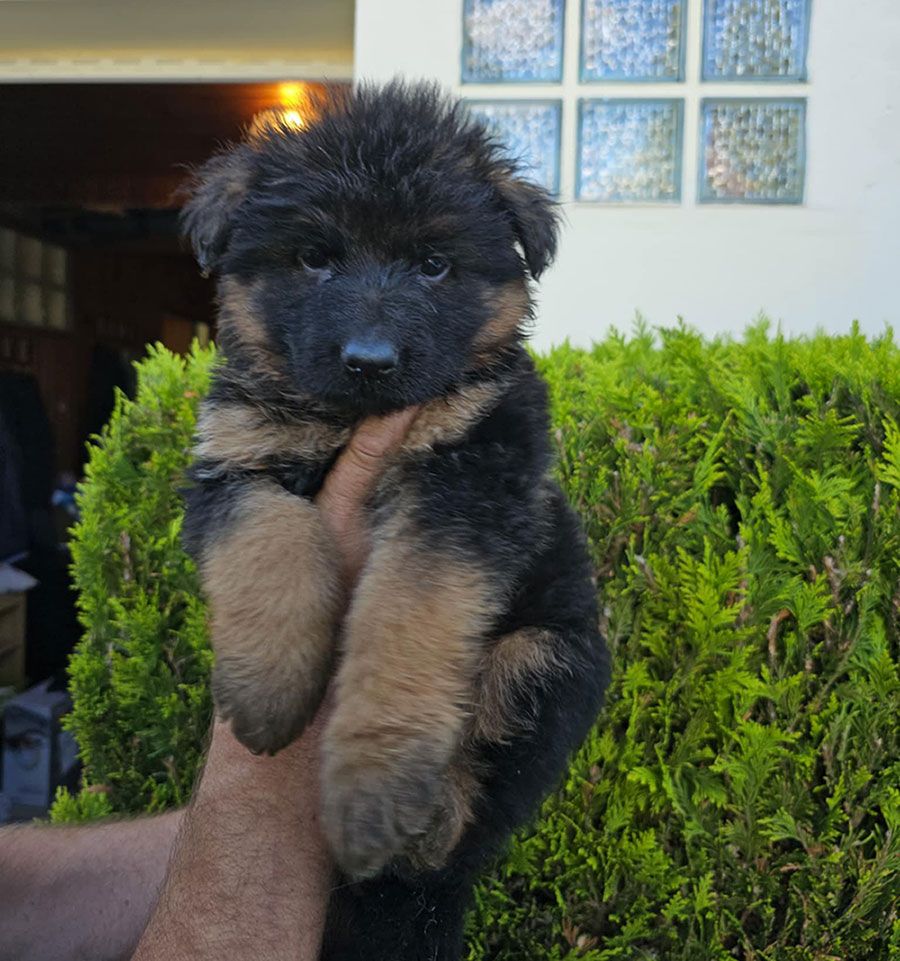 à réserver 1 chiot femelle poil long